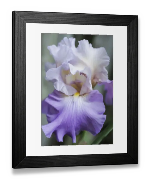 Framed Print : Pale lavender bearded iris bloom Framed Print : Pale lavender bearded iris bloom