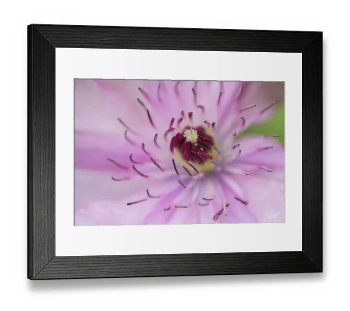 Framed Print : Pale pink clematis blossom Framed Print : Pale pink clematis blossom
