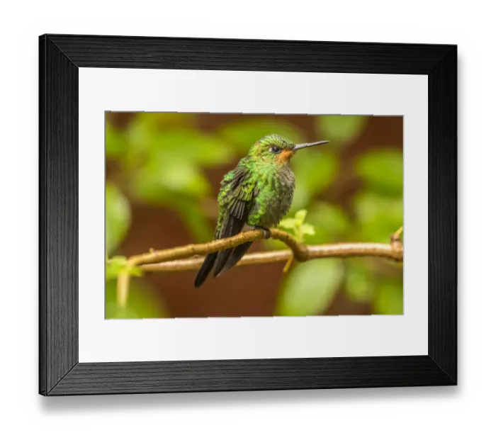 Framed Print : Costa Rica, Monte Verde Cloud Forest Reserve. Female purple-throated mountain gem close-up Framed Print : Costa Rica, Monte Verde Cloud Forest Reserve. Female purple-throated mountain gem close-up