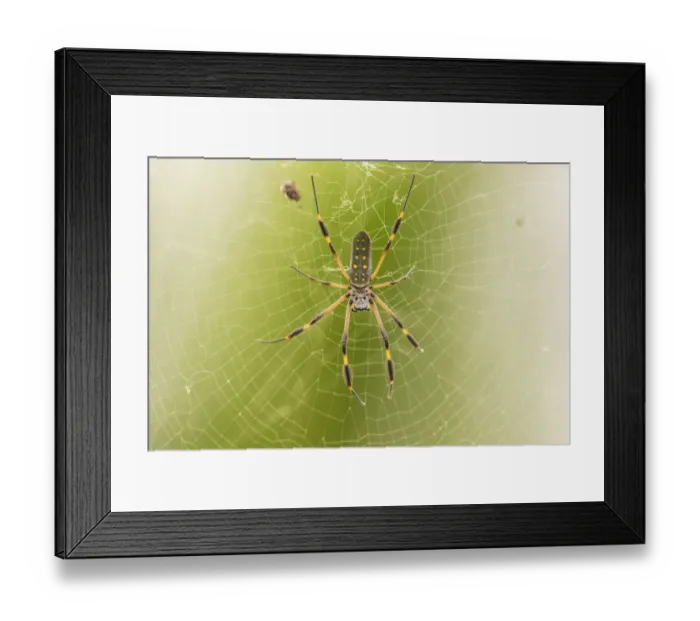 Framed Print : Costa Rica. Female orb weaver spider and web Framed Print : Costa Rica. Female orb weaver spider and web