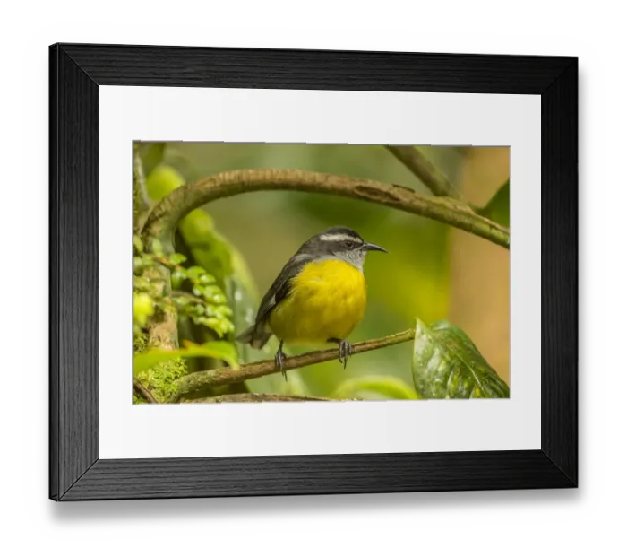 Framed Print : Costa Rica, Monte Verde Cloud Forest Reserve. Bananaquit bird close-up. Credit as Framed Print : Costa Rica, Monte Verde Cloud Forest Reserve. Bananaquit bird close-up. Credit as