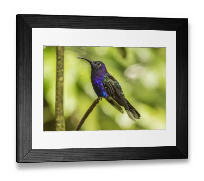 Framed Print : Costa Rica, Monte Verde Cloud Forest Reserve. Violet sabrewing close-up. Credit as