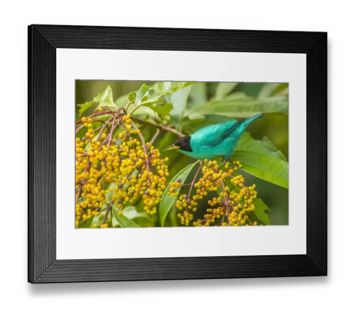 Framed Print : Costa Rica, Arenal. Green honeycreeper and berries