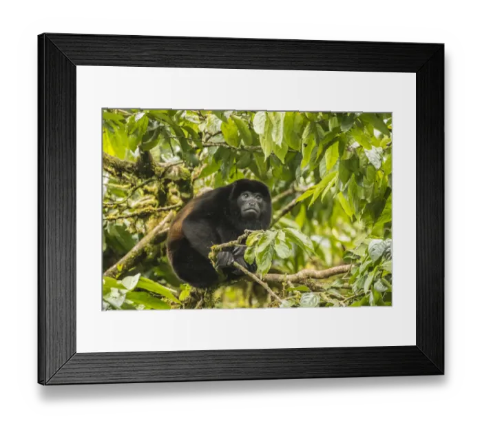 Framed Print : Costa Rica, Monte Verde Cloud Forest Reserve. Mantled howler monkey close-up. Credit as Framed Print : Costa Rica, Monte Verde Cloud Forest Reserve. Mantled howler monkey close-up. Credit as
