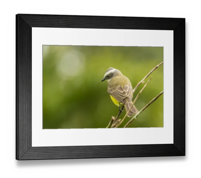 Framed Print : Costa Rica, Arenal. White-ringed flycatcher on limb Framed Print : Costa Rica, Arenal. White-ringed flycatcher on limb