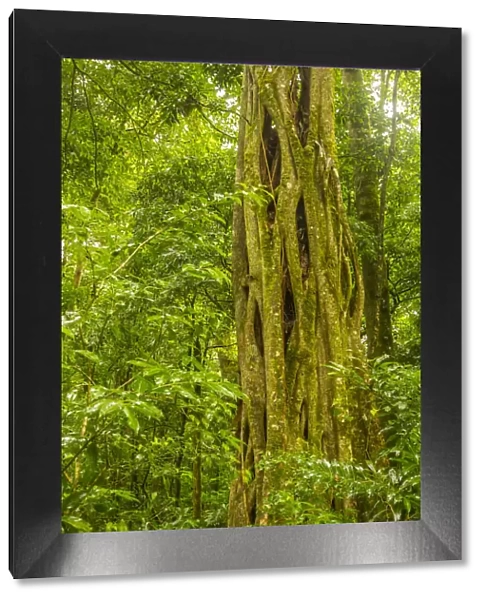 Costa Rica, Monteverde Cloud Forest Reserve