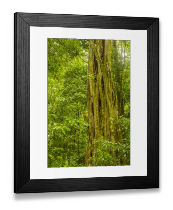 Framed Print : Costa Rica, Monteverde Cloud Forest Reserve Framed Print : Costa Rica, Monteverde Cloud Forest Reserve