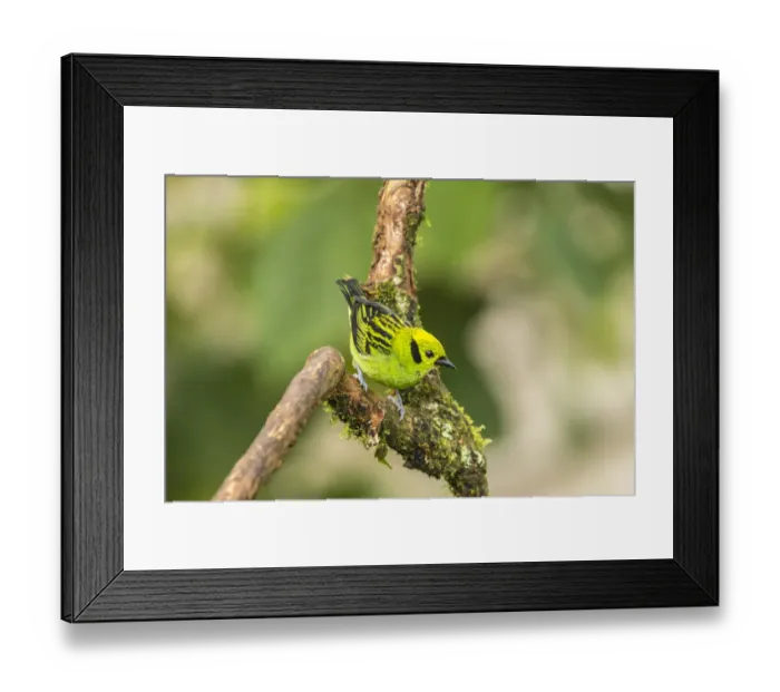 Framed Print : Costa Rica, La Paz River Valley. Captive emerald tanager in La Paz Waterfall Garden
