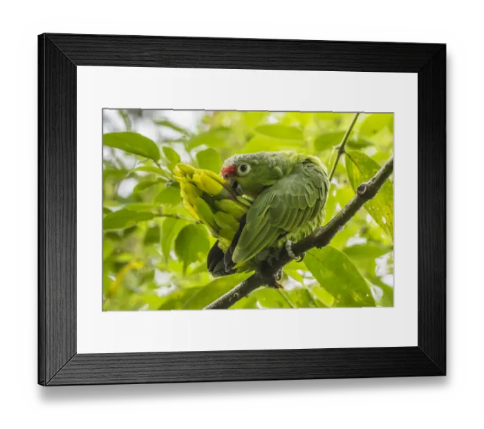 Framed Print : Costa Rica, La Paz River Valley, La Paz Waterfall Garden. Captive red-lored parrot preening Framed Print : Costa Rica, La Paz River Valley, La Paz Waterfall Garden. Captive red-lored parrot preening