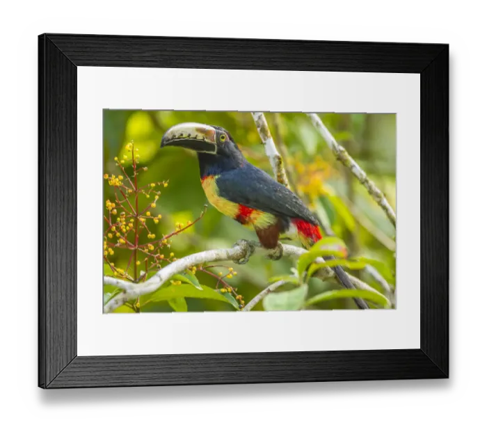 Framed Print : Costa Rica, La Selva Biological Station. Collared aricari on limb Framed Print : Costa Rica, La Selva Biological Station. Collared aricari on limb