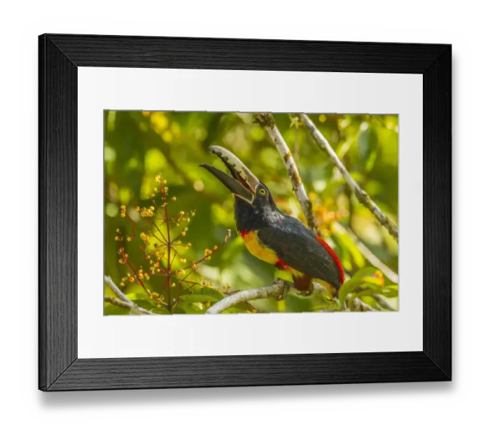 Framed Print : Costa Rica, La Selva Biological Station. Collared aricari on limb Framed Print : Costa Rica, La Selva Biological Station. Collared aricari on limb