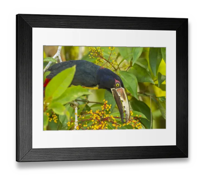 Framed Print : Costa Rica, La Selva Biological Station. Collared aricari feeding Framed Print : Costa Rica, La Selva Biological Station. Collared aricari feeding