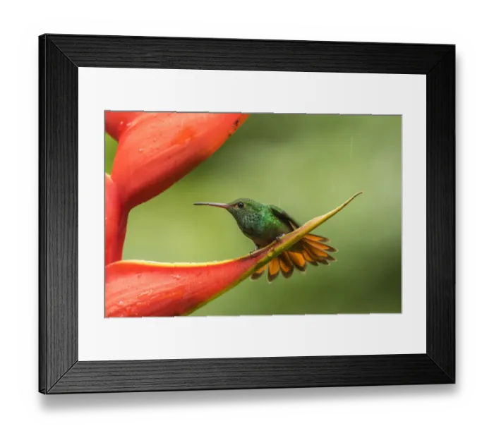 Framed Print : Costa Rica, Sarapiqui River Valley. Rufous-tailed hummingbird on heliconia plant. Credit as Framed Print : Costa Rica, Sarapiqui River Valley. Rufous-tailed hummingbird on heliconia plant. Credit as