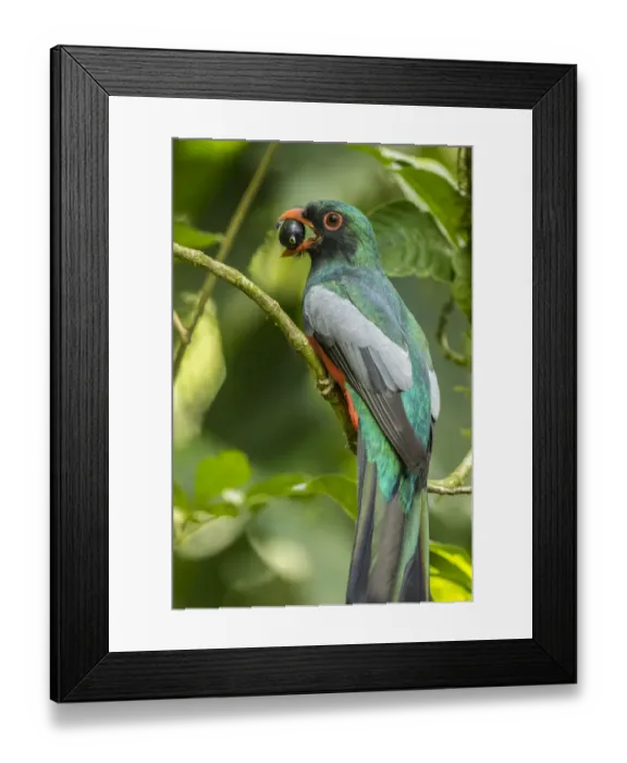 Framed Print : Costa Rica, La Selva Biological Research Station. Slaty-tailed trogon on limb. Credit as