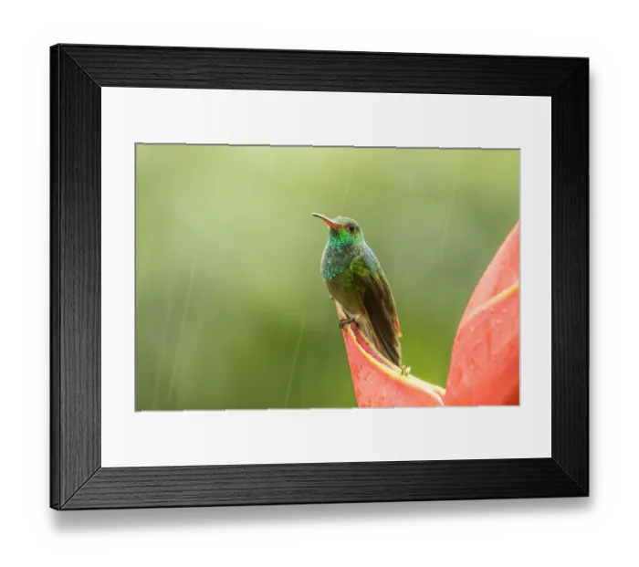 Framed Print : Costa Rica, Sarapiqui River Valley. Rufous-tailed hummingbird on heliconia plant. Credit as