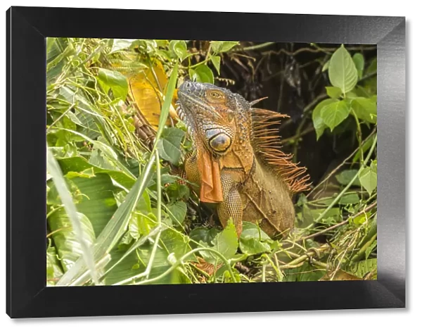 Costa Rica, La Selva Biological Research Station. Green iguana close-up. Credit as