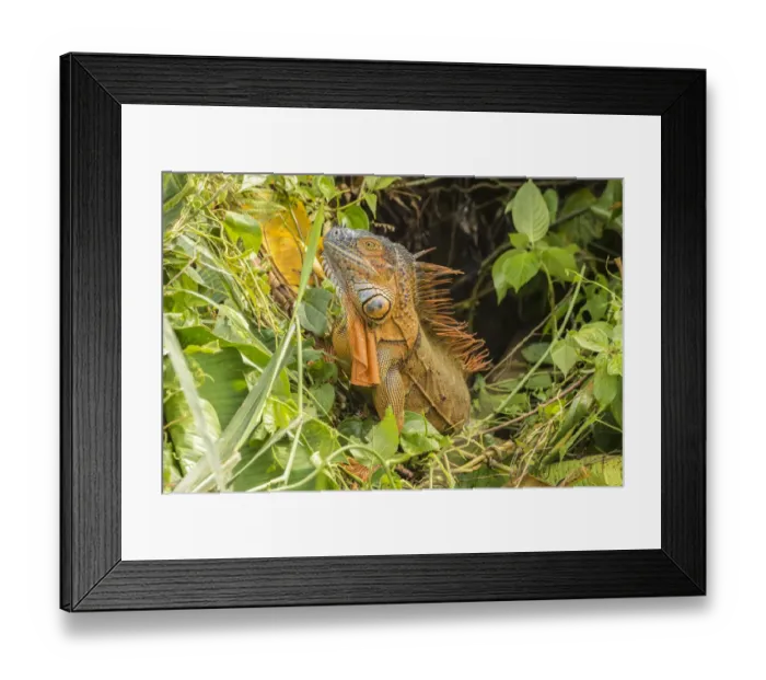 Framed Print : Costa Rica, La Selva Biological Research Station. Green iguana close-up. Credit as Framed Print : Costa Rica, La Selva Biological Research Station. Green iguana close-up. Credit as