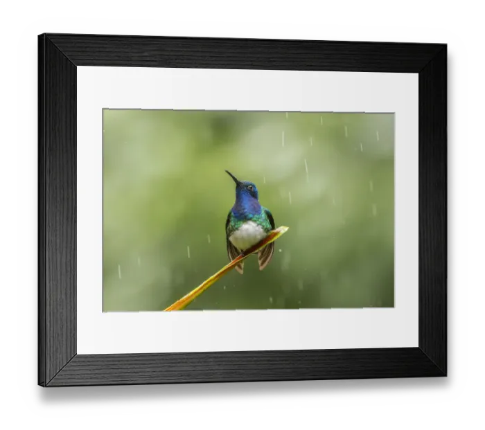Framed Print : Costa Rica, Sarapiqui River Valley. Male white-necked jacobin on leaf in rain. Credit as Framed Print : Costa Rica, Sarapiqui River Valley. Male white-necked jacobin on leaf in rain. Credit as
