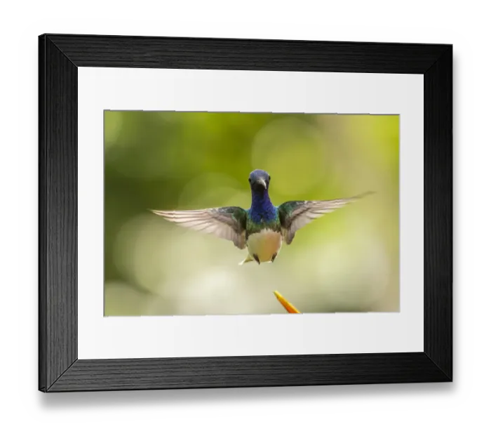 Framed Print : Costa Rica, Sarapique River Valley. Male white-necked jacobin flying Framed Print : Costa Rica, Sarapique River Valley. Male white-necked jacobin flying