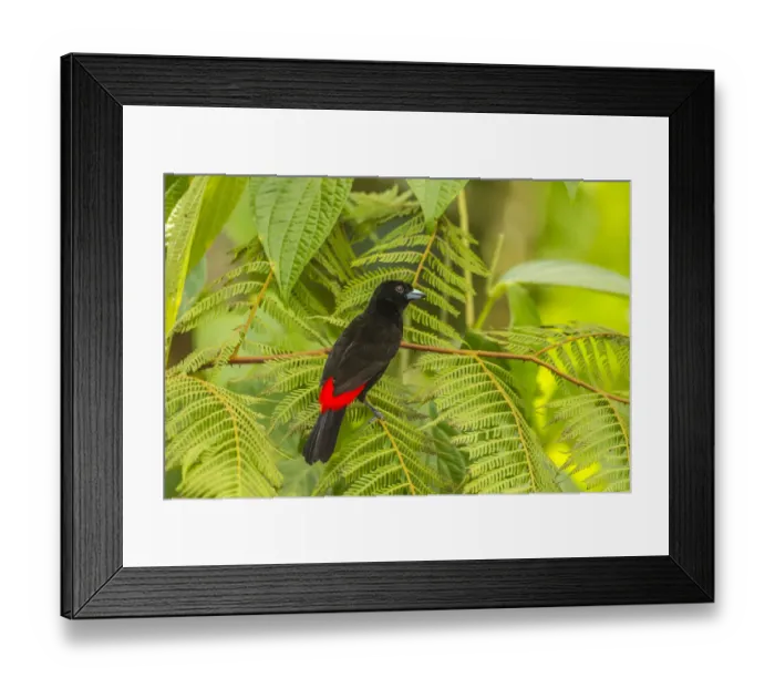 Framed Print : Costa Rica, La Selva Biological Station. Scarlet-rumped tanager in tree. Credit as