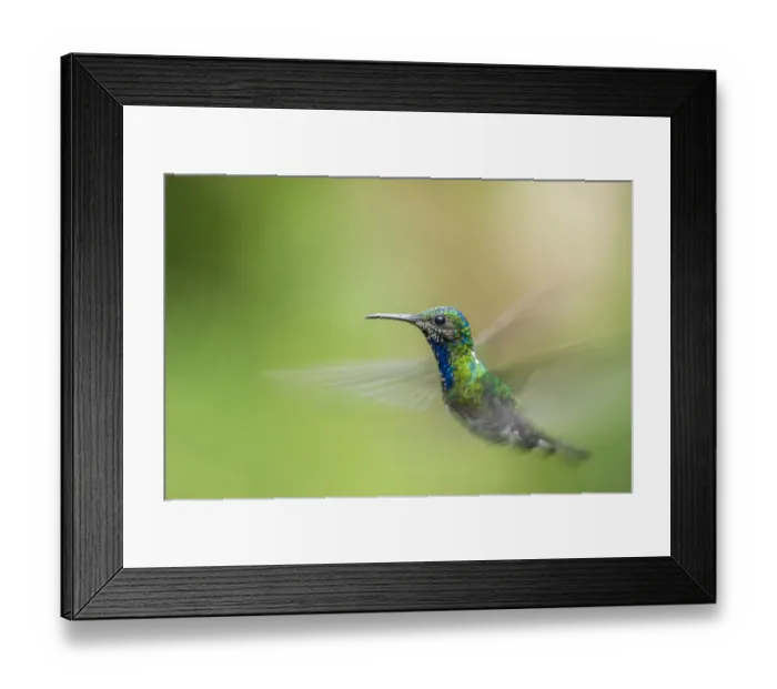 Framed Print : Costa Rica, Sarapiqui River Valley. Male white-necked jacobin flying Framed Print : Costa Rica, Sarapiqui River Valley. Male white-necked jacobin flying