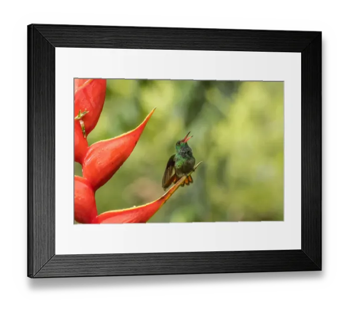 Framed Print : Costa Rica, Sarapiqui River Valley. Rufous-tailed hummingbird on heliconia plant. Credit as Framed Print : Costa Rica, Sarapiqui River Valley. Rufous-tailed hummingbird on heliconia plant. Credit as