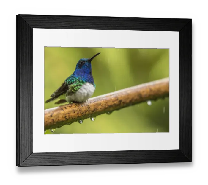 Framed Print : Costa Rica, Sarapiqui River Valley. Male white-necked jacobin on limb in rain. Credit as Framed Print : Costa Rica, Sarapiqui River Valley. Male white-necked jacobin on limb in rain. Credit as