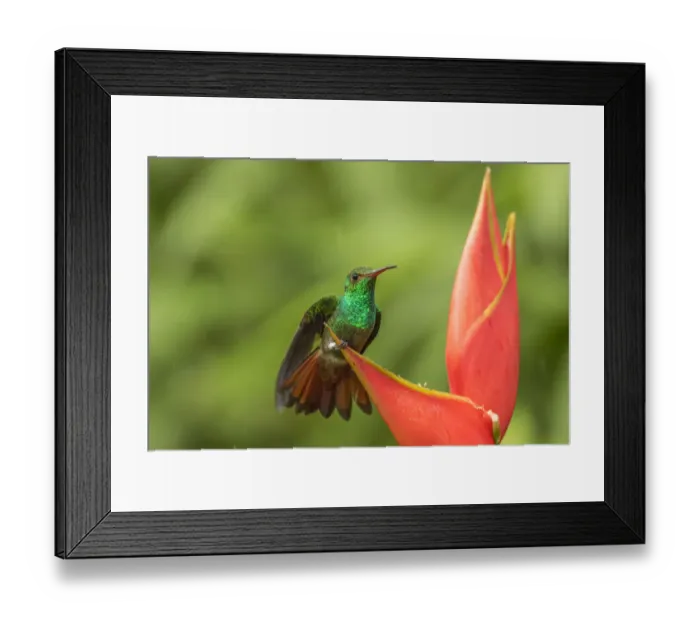 Framed Print : Costa Rica, Sarapique River Valley. Rufous-tailed hummingbird on heliconia plant. Credit as Framed Print : Costa Rica, Sarapique River Valley. Rufous-tailed hummingbird on heliconia plant. Credit as