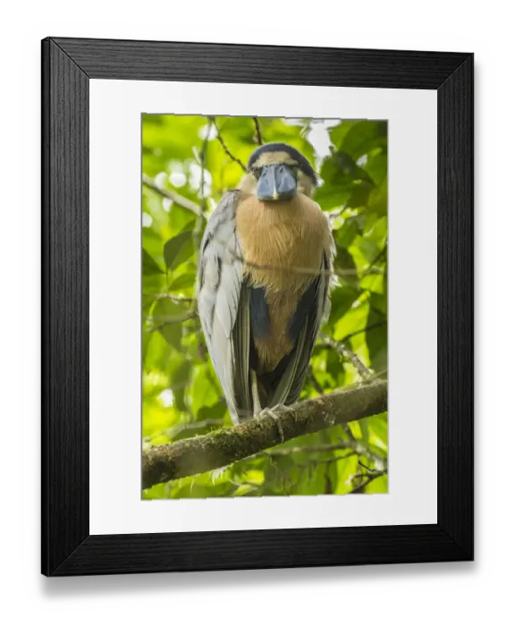 Framed Print : Costa Rica. Boat-billed heron close-up. Credit as: Cathy & Gordon Illg / Jaynes Gallery Framed Print : Costa Rica. Boat-billed heron close-up. Credit as: Cathy & Gordon Illg / Jaynes Gallery