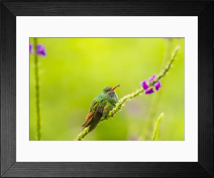 Framed Print : Costa Rica, Arenal. Rufous-tailed hummingbird and vervain flower Framed Print : Costa Rica, Arenal. Rufous-tailed hummingbird and vervain flower
