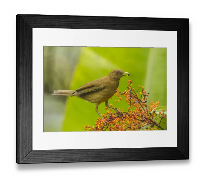 Framed Print : Costa Rica, Arenal. Clay-colored thrush feeding