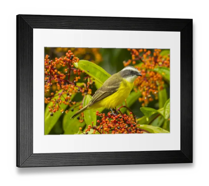 Framed Print : Costa Rica, Arenal. Social flycatcher close-up
