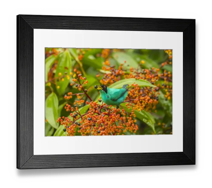 Framed Print : Costa Rica, Arenal. Green honeycreeper feeding Framed Print : Costa Rica, Arenal. Green honeycreeper feeding