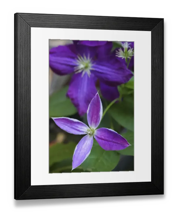 Framed Print : Purple clematis flowers