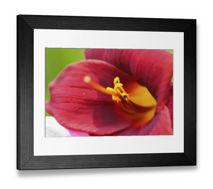 Framed Print : Red daylily