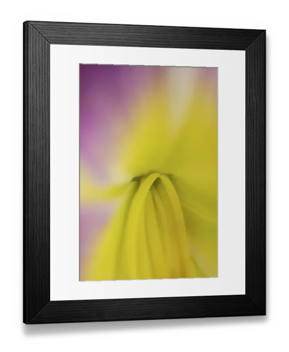 Framed Print : Pink daylily
