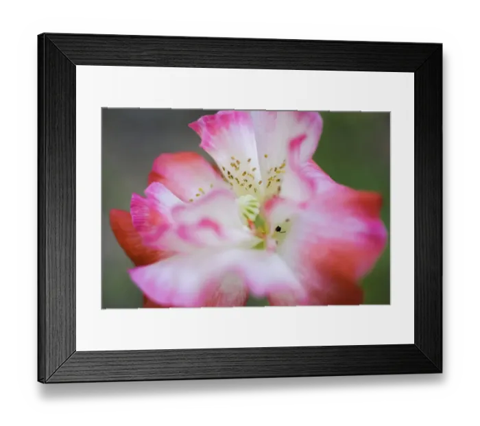Framed Print : Garden poppy