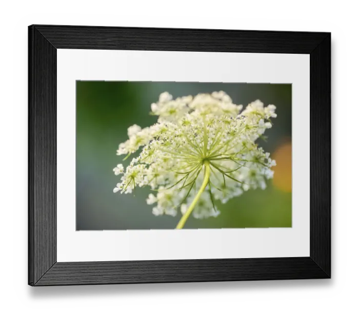 Framed Print : Queen Annes lace flower Framed Print : Queen Annes lace flower