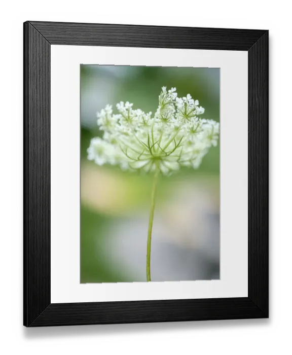 Framed Print : Queen Annes lace flower Framed Print : Queen Annes lace flower