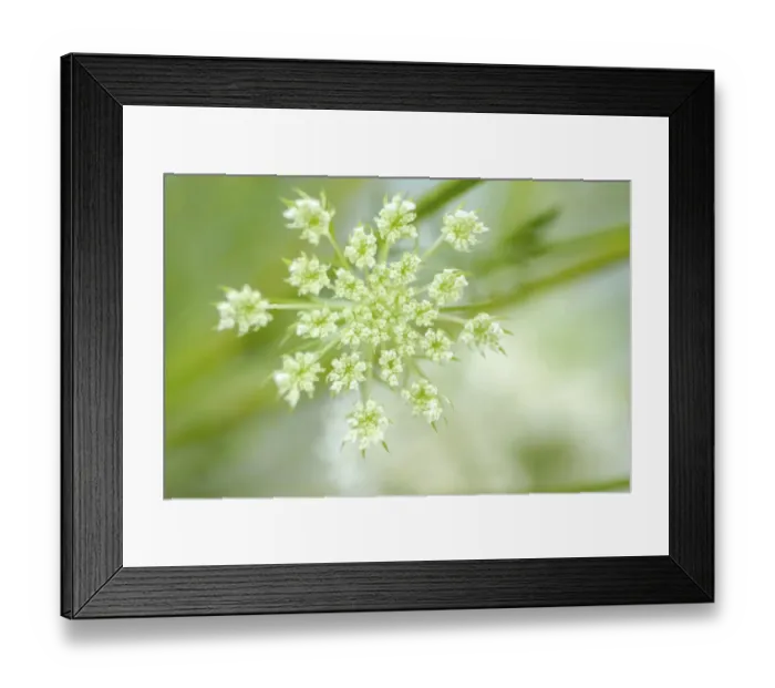 Framed Print : Queen Annes lace flower Framed Print : Queen Annes lace flower