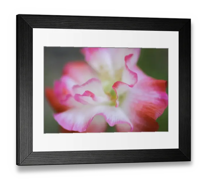 Framed Print : Garden poppy Framed Print : Garden poppy