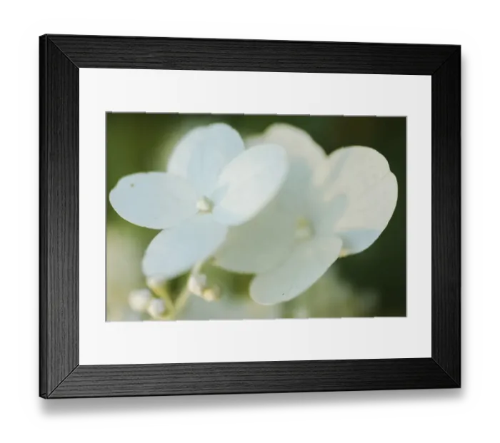 Framed Print : Hydrangea bloom Framed Print : Hydrangea bloom