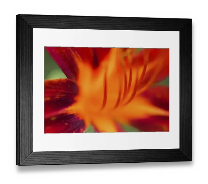 Framed Print : Red daylily Framed Print : Red daylily