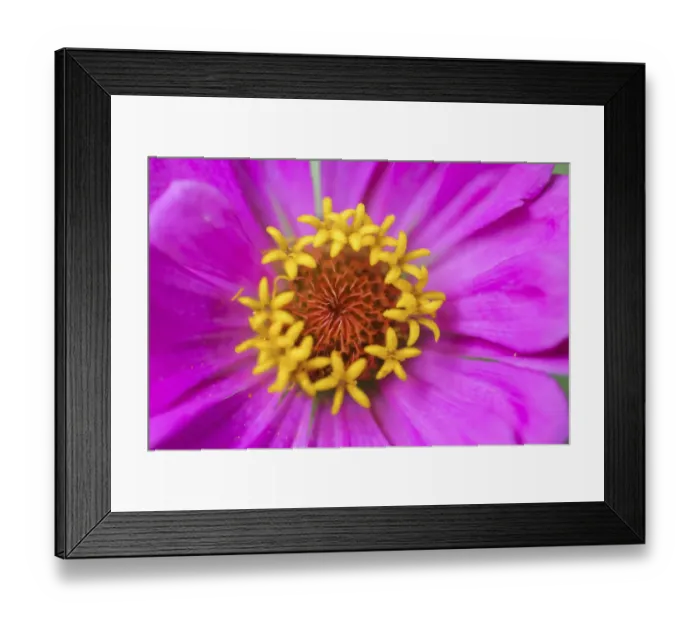 Framed Print : Hot pink zinnia flower