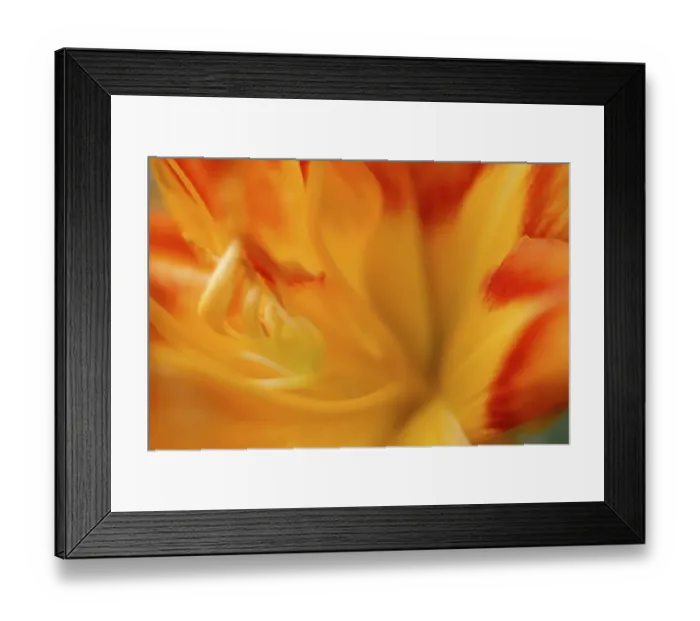 Framed Print : Orange daylily Framed Print : Orange daylily