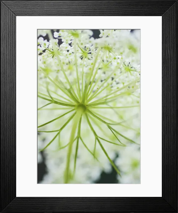 Framed Print : Queen Annes lace flower Framed Print : Queen Annes lace flower