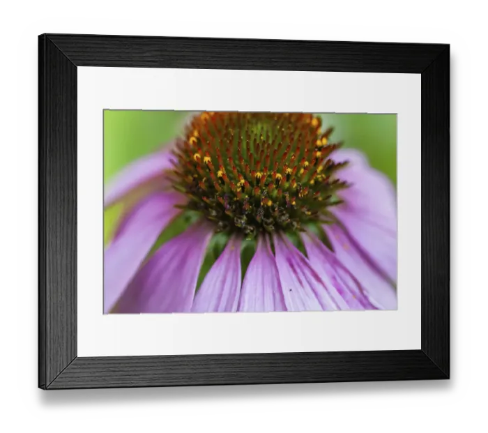Framed Print : Pink coneflower