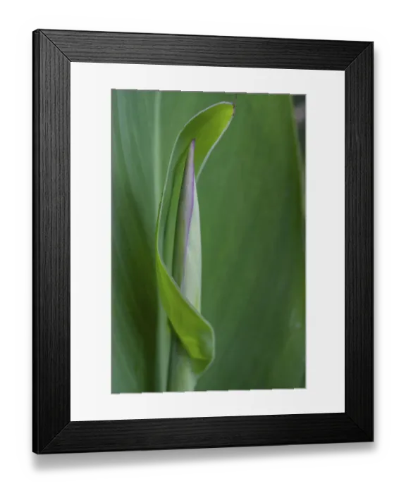 Framed Print : Canna leaf bud Framed Print : Canna leaf bud