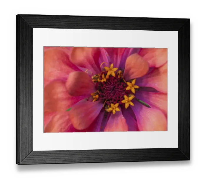 Framed Print : Zinnia blossom Framed Print : Zinnia blossom