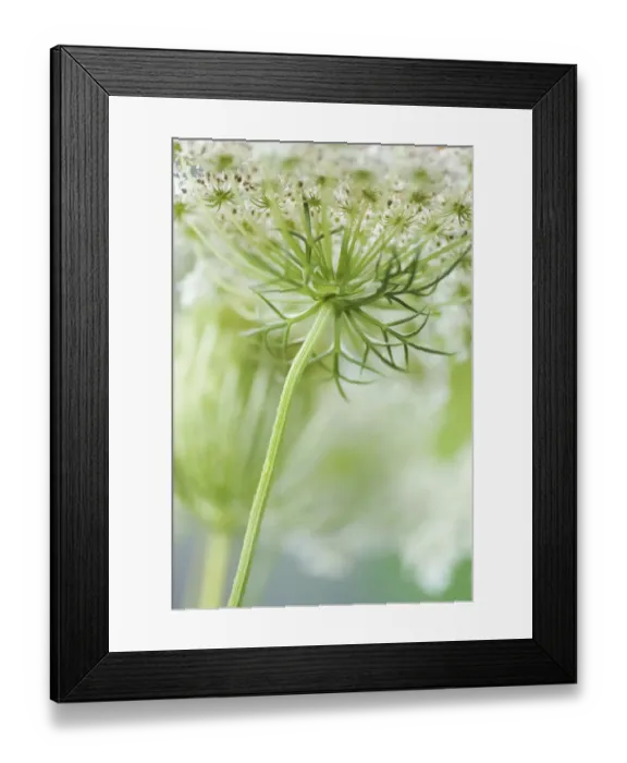 Framed Print : Queen Annes lace flower Framed Print : Queen Annes lace flower